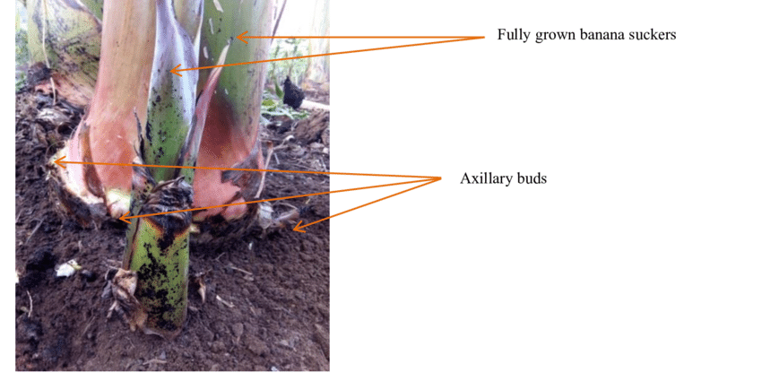 Deep attractor basin after repeated descent