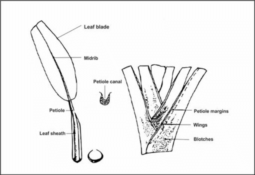 Raindrops carving gradient channels