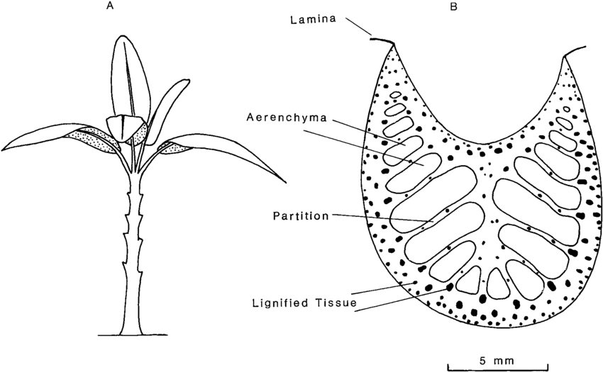 Deep attractor basin after repeated descent