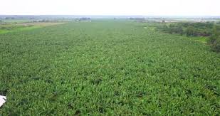 Deep attractor basin after repeated descent