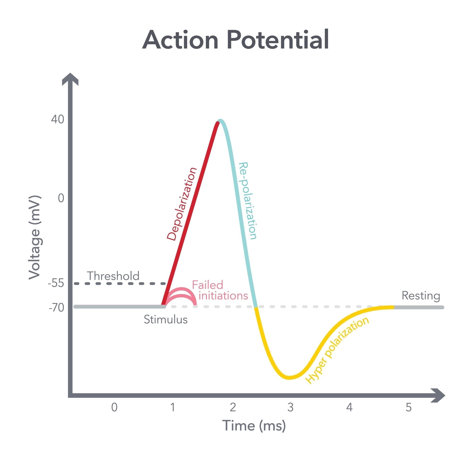 Action Potential Illustration