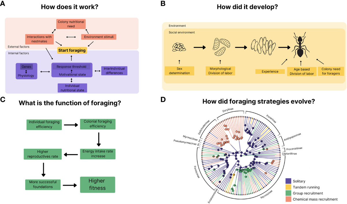 Ant foraging dynamics diagram showing pheromone trails and recruitment strategies