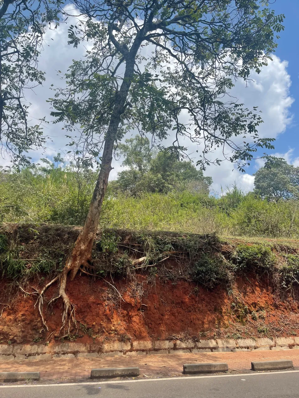 Roots of a tree clinging to red earth